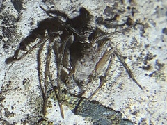 Hamataliwa grisea