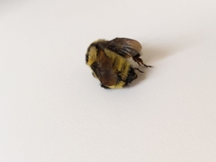 Bombus fervidus