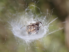 Araneus annulipes