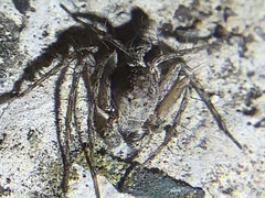 Hamataliwa grisea