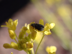 Melyrosoma hirtum