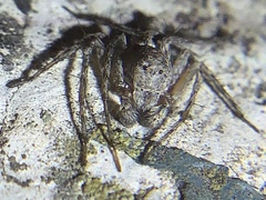 Hamataliwa grisea