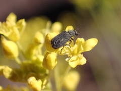 Melyrosoma hirtum