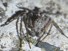Hamataliwa grisea