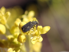 Melyrosoma hirtum