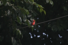 Pyrocephalus rubinus