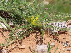 Astragalus pinetorum