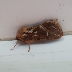 Korscheltellus fusconebulosa