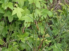 Libellula flavida