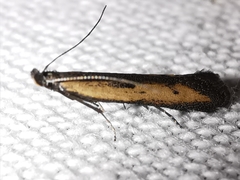 Mesophleps trinotella