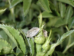 Eudolycoris alluaudi