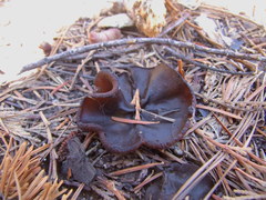 Plicaria endocarpoides