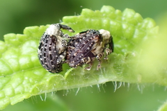 Cionus scrophulariae