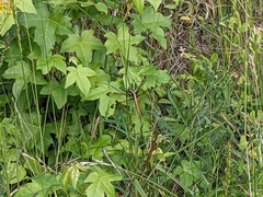 Libellula flavida