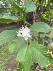 Psidium guajava image