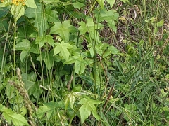 Libellula flavida