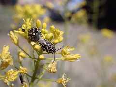 Eurydema lundbladi