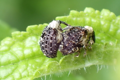 Cionus scrophulariae