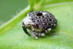 Cionus scrophulariae