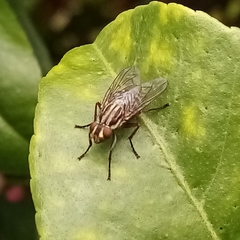 Sarconesia chlorogaster