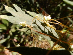 Cuscuta subinclusa