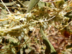 Cuscuta subinclusa
