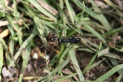 Priocnemis minorata