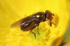 Melanogaster hirtella