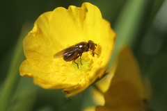 Melanogaster hirtella