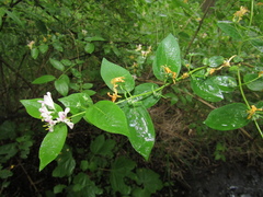 Lonicera × muendeniensis
