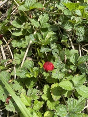 Potentilla indica