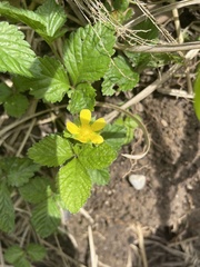 Potentilla indica