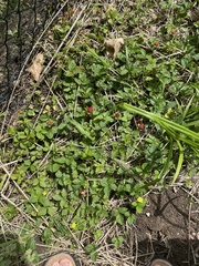 Potentilla indica