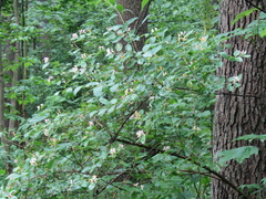 Lonicera × muendeniensis