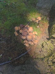 Coprinellus micaceus