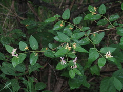 Lonicera × muendeniensis