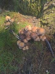 Coprinellus micaceus