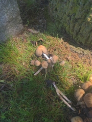 Coprinellus micaceus