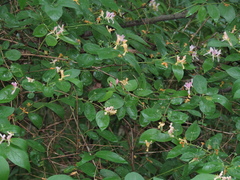 Lonicera × muendeniensis