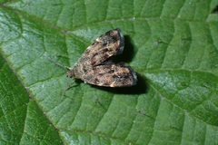 Anthophila fabriciana