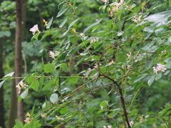 Lonicera × muendeniensis