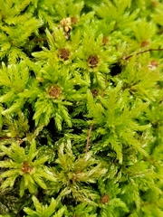 Leucolepis
