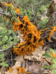 Gymnosporangium clavariiforme