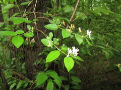 Lonicera × muendeniensis