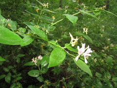 Lonicera × muendeniensis
