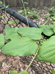 Smilax lasioneura
