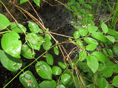 Lonicera × muendeniensis