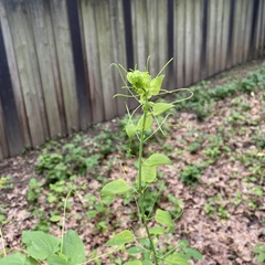 Smilax lasioneura