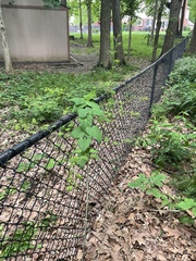 Smilax lasioneura