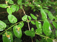 Lonicera × muendeniensis